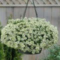 Гига белый (white) семена алиссума (Benary)