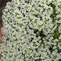 Гига белый (white) семена алиссума (Benary)