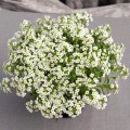 Гига белый (white) семена алиссума (Benary)