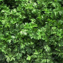 Гіганта насіння петрушки листової (Soto Seeds)