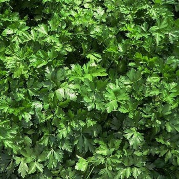 Гиганта семян петрушки листовой (Soto Seeds)
