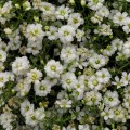 Гипси белые (white) семена гипсофилы (Sakata)