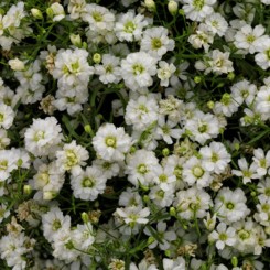 Гипси белые (white) семена гипсофилы (Sakata)