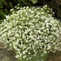 Гипси белые (white) семена гипсофилы (Sakata)