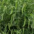 Глориверт семян гороха овощного (Syngenta)