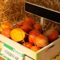 Голден Ай F1 семена свеклы столовой желтой (Sakata)