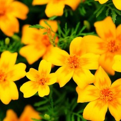 Голден Джем семена бархатцев тонколистных (Floragran)
