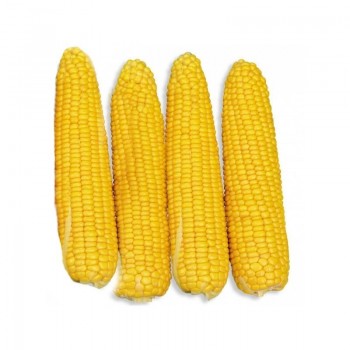 ГСС 36599 F1 (GSS 36599 F1) семена кукурузы (Syngenta)