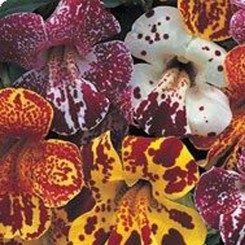 Гавайи Blotch Mixed семена мимулюса (Kitano Seeds)