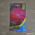 Астра игольчатая красная (Red) на срез семян (Moravoseed)