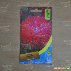 Астра игольчатая красная (Red) на срез семян (Moravoseed)