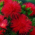 Астра игольчатая красная (Red) на срез семян (Moravoseed)