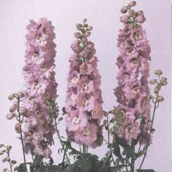 Икебана Cherry Blossom семена дельфиниума альпийского (Kitano Seeds)