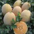 Алиша F1 (INX 1077 F1) семена дыни (Innova Seeds)
