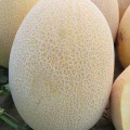 Алиша F1 (INX 1077 F1) семена дыни (Innova Seeds)
