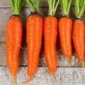 Йорк F1 (1,6-1,8) семян моркови (Lark Seeds)