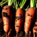 Йорк F1 (1,6-1,8) семян моркови (Lark Seeds)