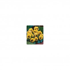Карусель Yellow (желтая) семена фиалки (Kitano Seeds)