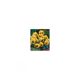 Карусель Yellow (желтая) семена фиалки (Kitano Seeds)