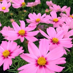 Касановая розовая (pink) семена космеи (Floragran)