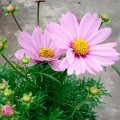 Касановая розовая (pink) семена космеи (Floragran)