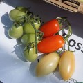 Ковалина Россо F1 семена томата детерминантного коктельного (Cora Seeds)