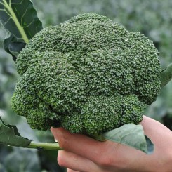 Кеззі F1 (Кезі) насіння капусти броколі (Kitano Seeds)