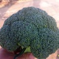 Кеззи F1 (Кези) семена капусты брокколи (Kitano Seeds)