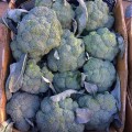 Кеззи F1 (Кези) семена капусты брокколи (Kitano Seeds)