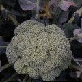 Кеззи F1 (Кези) семена капусты брокколи (Kitano Seeds)