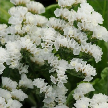 КИС белый (white) семена кермека (Pan American)
