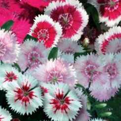 Китайская кукла семена гвоздики (GL Seeds)