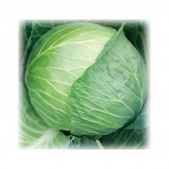 Княгиня насіння капусти білокачанної (GL Seeds)