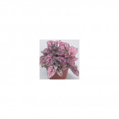 Конфити розовый (pink) семена гипоэстеса (Sakata)