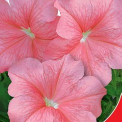 Коралловая пенка F1 семена петунии (GL Seeds)