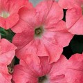 Коралловая пенка F1 семена петунии (GL Seeds)
