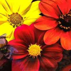 Кровавая Мэри семян георгины (GL Seeds)