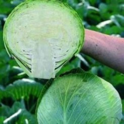 КС 1410 F1 насіння капусти білокачанної (Kitano Seeds)