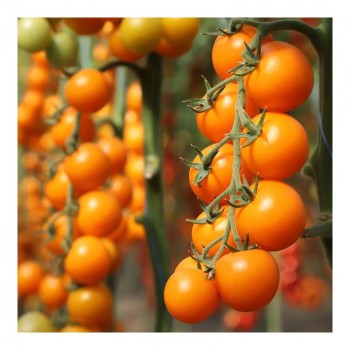 Несси F1 (КС 1549 F1) семена помидора индетерминантного (Kitano Seeds)