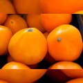 Нукси (КС 17, KS 17) F1 семена томата дет. среднепозднего 115-125 дн. окр. желтого 220-250г (Kitano Seeds)