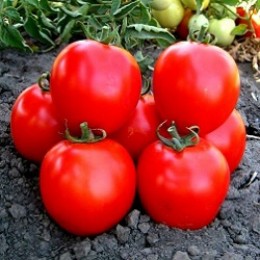 КС 1929 F1 (KS 1929 F1) семена детерминантного томата (Kitano Seeds)