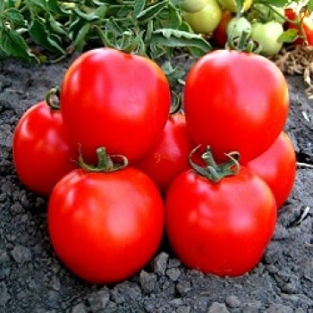 КС 1929 F1 (KS 1929 F1) семена детерминантного томата (Kitano Seeds)