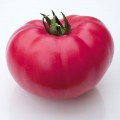 КС 3811 F1 (KS 3811 F1) семена томата индет. рож. (Kitano Seeds)
