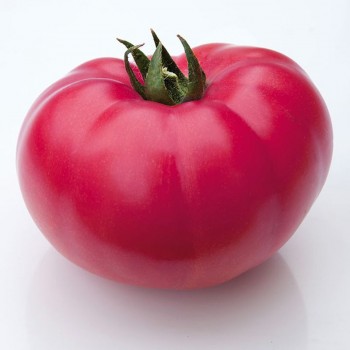 КС 3811 F1 (KS 3811 F1) семена томата индет. рож. (Kitano Seeds)