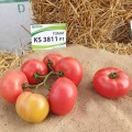 КС 3811 F1 (KS 3811 F1) семена томата индет. рож. (Kitano Seeds)