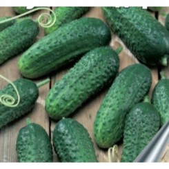 Кущовий Дар насіння огірка бджолозапилюваного (GL Seeds)