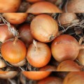 Легаси семяна лука репчатого желтого (LibraSeeds)
