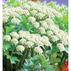 Лікар насіння любистка (GL Seeds)