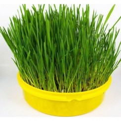 Леси семян зеленые для щенков (GL Seeds)