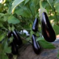 ЛС 1317 F1 (LS 1317 F1) семян баклажана раннего (Lucky Seed)